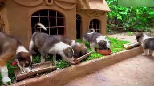 娱乐吃瓜酱寺庙里的小狗,见证信仰与生命的温馨瞬间